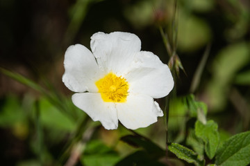 Sage Leaved Rock Rose Flowers in Bloom in Springtime