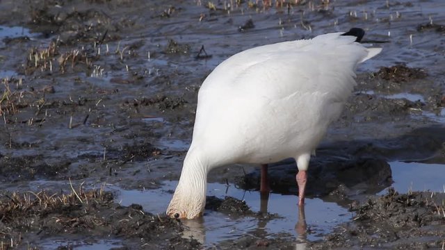 oies des neiges