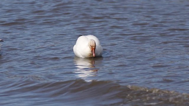 oies des neiges