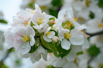 flower of apple tree, close-up shot at sunset