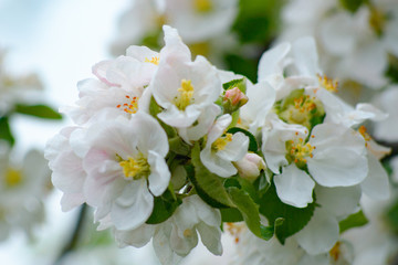 White and pink colors of apple flower on a soft background