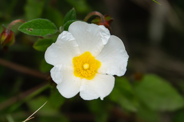 Sage Leaved Rock Rose Flowers in Bloom in Springtime