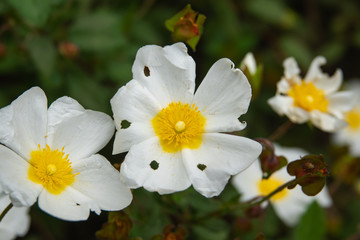 Sage Leaved Rock Rose Flowers in Bloom in Springtime