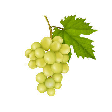 Green grapes with leaf realistic illustration isolated on white background