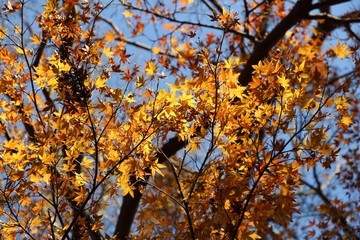Japan autumn leaves