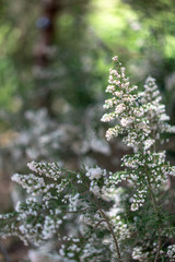 background of green grass with small white flowers