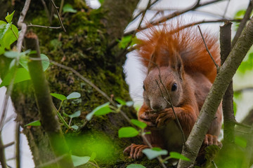 Wiewiórka jedząca orzecha na drzewie