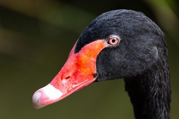 close-up of black swan head