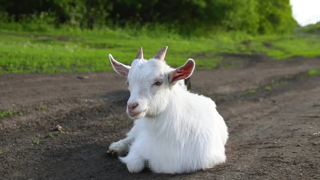 White little cute goat looking at the camera on a meadow in the summer. Nature and ecology.  The animal lies and rests on the farm