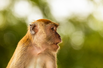 Naklejka premium wild monkey at the mangrove of Langkawi, Malaysia