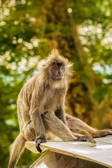Long tailed Macaque in Malaysia