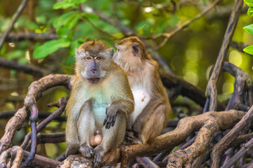 wild monkey at the mangrove of Langkawi, Malaysia