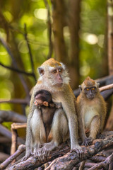 wild monkey at the mangrove of Langkawi, Malaysia