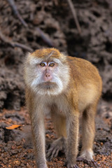 wild monkey at the mangrove of Langkawi, Malaysia