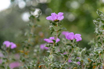 purple flowers in the garden