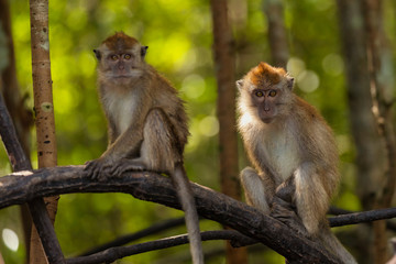 wild monkey at the mangrove of Langkawi, Malaysia