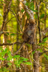 wild monkey at the mangrove of Langkawi, Malaysia