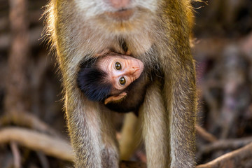 wild monkey at the mangrove of Langkawi, Malaysia
