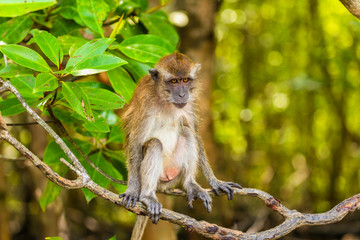wild monkey at the mangrove of Langkawi, Malaysia