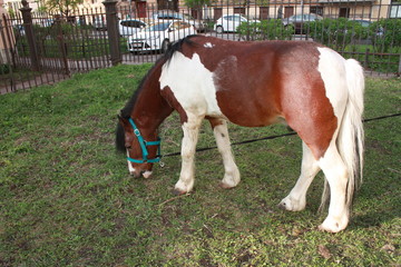  white brown horse grazing in the city Park  