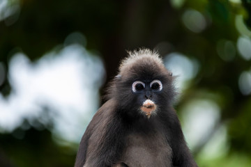 langur monkey wildlife sitting in a tree