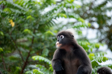 Fototapeta premium langur monkey wildlife sitting in a tree