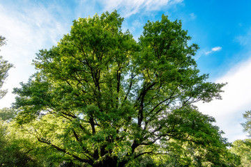 Fototapeta premium Oak Tree in a Park, Old Oak Tree