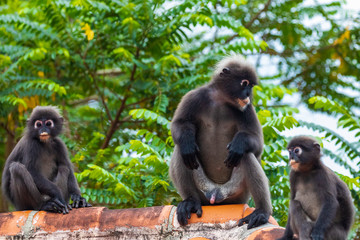 langur monkey wildlife sitting on a roof