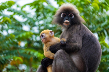 Family of dusky leaf monkey or spectacled langur with yellow baby monkey sitting on the tree. Trachypithecus obscurus