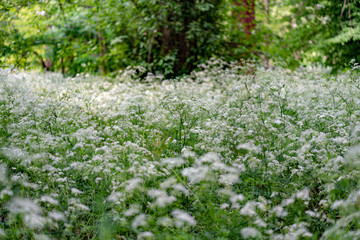 background of green grass with small white flowers