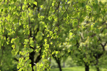First leaves on trees in spring forest