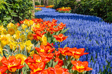 As a blue river this flower bed of Muscari flows between the trees, red tulips and yellow daffodils