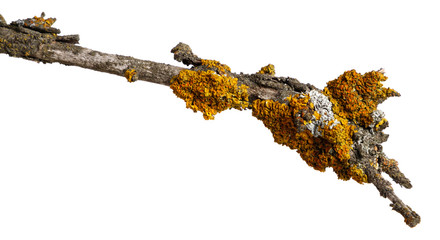 A branch of old dry wood is covered with a yellow lichen. Isolated on a white background.