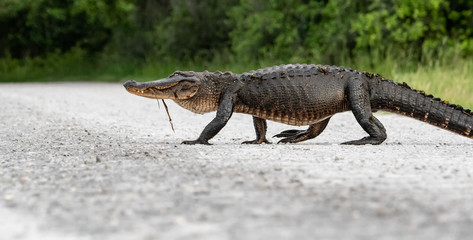 Alligator Crossing the Road 