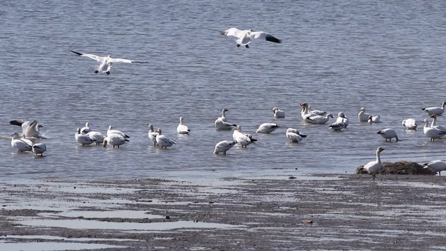 oies des neiges