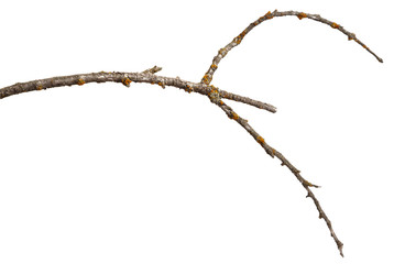 A branch of old dry wood is covered with a yellow lichen. Isolated on a white background.