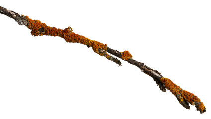 A branch of old dry wood is covered with a yellow lichen. Isolated on a white background.