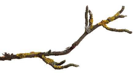 A branch of old dry wood is covered with a yellow lichen. Isolated on a white background.