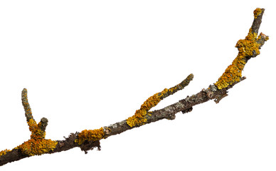 A branch of old dry wood is covered with a yellow lichen. Isolated on a white background.