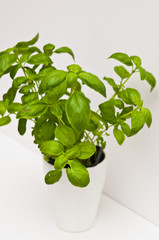 Basil herb as home decoration