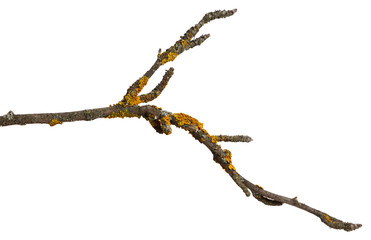 A branch of old dry wood is covered with a yellow lichen. Isolated on a white background.