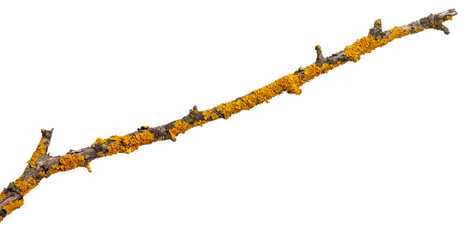 A branch of old dry wood is covered with a yellow lichen. Isolated on a white background.