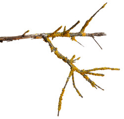 A branch of old dry wood is covered with a yellow lichen. Isolated on a white background.