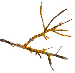 A branch of old dry wood is covered with a yellow lichen. Isolated on a white background.