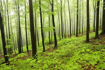 Spring beech forest in misty, rainy weather