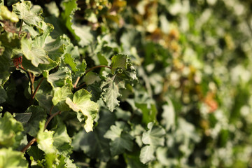 Closeup view of green creeping plant outdoors