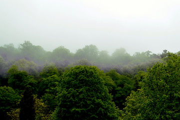 fog over the green forest