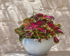 Painted Leaf Begonia In A White Vase . isolated.