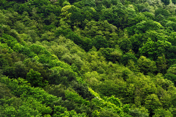 Fototapeta na wymiar View of the forest from above