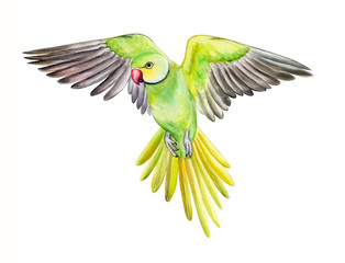Green parrot isolated on white background. Rose-ringed parakeet. ring-necked parakeet. Watercolor. Illustration. Template. Handmade. Clipart
